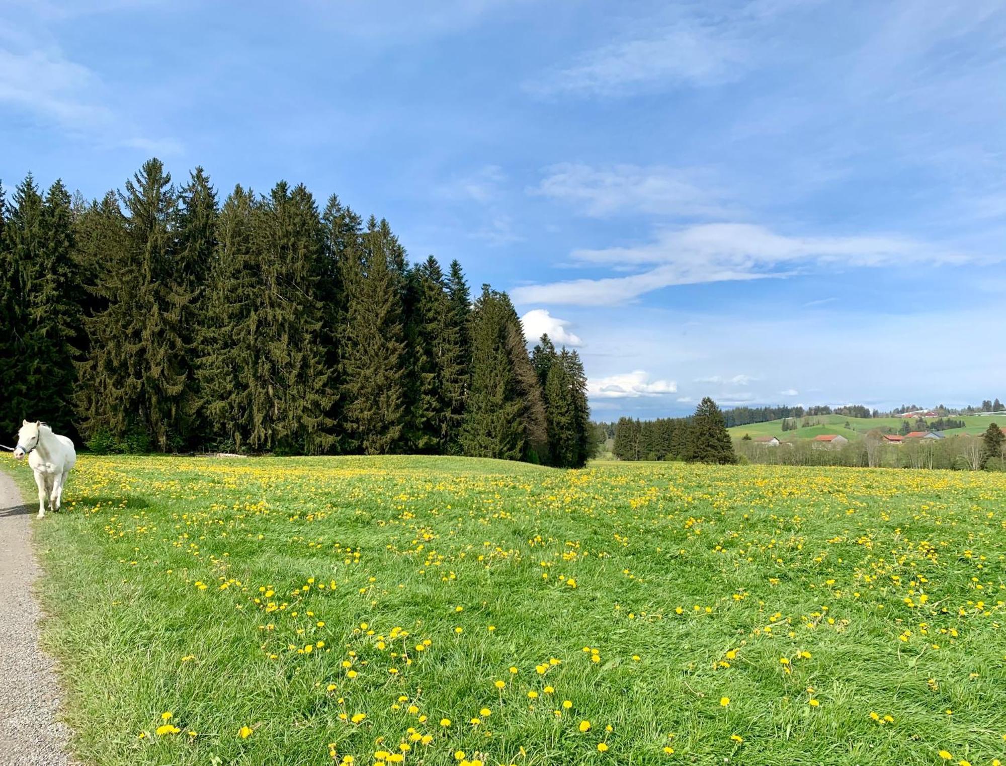 Lindners Hideaways - Bergnest Lodge - Bergblick Fewo 6 Pers Balkon Garten Hund Ski Unterkunft Luftkurort Oberreute Naehe Buchenegger Wasserfaelle Eistobel Bodensee Exterior photo
